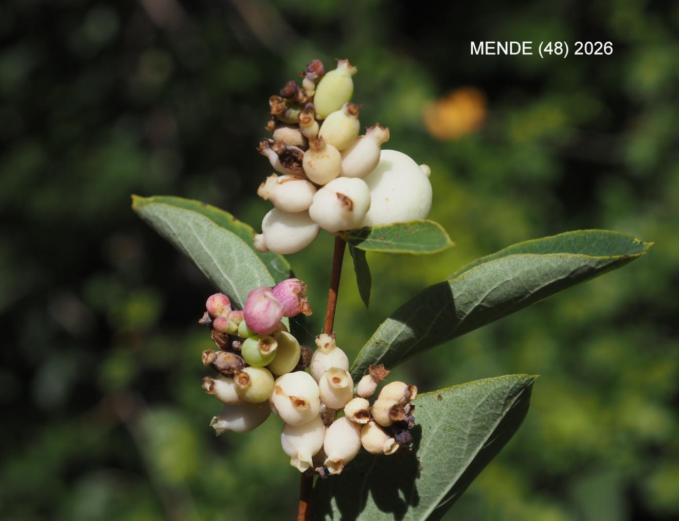Snowberry